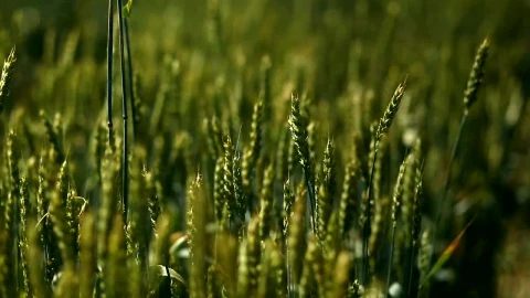 Stock Footage Woman Running Her Hand Over Wheat Live Wallpaper Free - Free Live Wallpaper