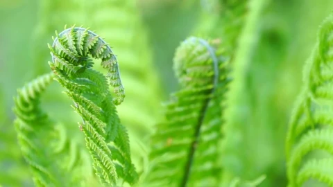 Stock Footage Young Fern Leaves Live Wallpaper Free - Free Live Wallpaper