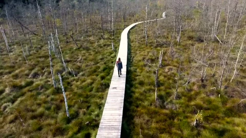 Stock Footage Woman Walking On A Wooden Path In The Swamp Live Wallpaper Free - Free Live Wallpaper