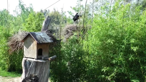 Stock Footage Wooden Bird House Live Wallpaper Free - Free Live Wallpaper