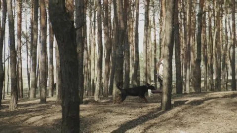 Stock Footage Woman Running With Her Dog Through The Forest Live Wallpaper Free - Free Live Wallpaper