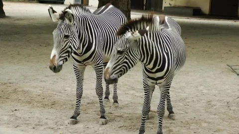 Stock Footage Young Zebras In The Zoo Live Wallpaper Free - Free Live Wallpaper