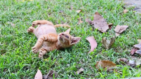 Stock Footage Young Cats Play In The Garden Live Wallpaper Free - Free Live Wallpaper