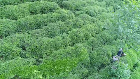 Stock Footage Workers On A Tea Terrace Live Wallpaper Free - Free Live Wallpaper