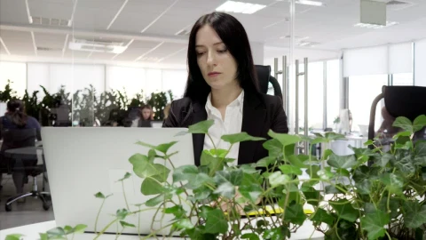 Stock Footage Woman Using Her Laptop At The Office Live Wallpaper Free - Free Live Wallpaper