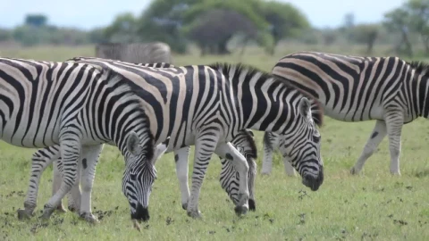 Stock Footage Zebras Grazing In The Field Live Wallpaper Free - Free Live Wallpaper