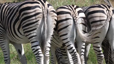 Stock Footage Zebras Grazing In The Savannah Live Wallpaper Free - Free Live Wallpaper