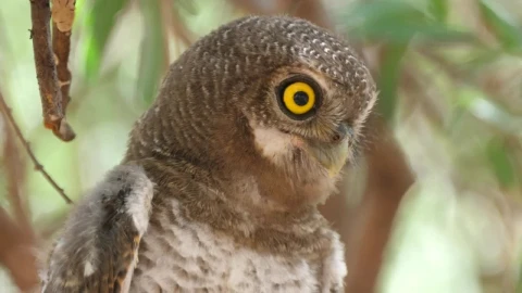 Stock Footage Yellow Eyed Brown Owl In The Wild Live Wallpaper Free - Free Live Wallpaper