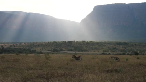 Stock Footage Zebras With Sun Shining Over The Savanna Live Wallpaper Free - Free Live Wallpaper