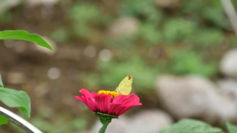Stock Footage Yellow Butterfly On A Red Flower Live Wallpaper Free - Free Live Wallpaper