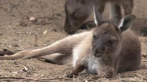 Stock Footage Young Kangaroo Laying On The Ground Live Wallpaper Free - Free Live Wallpaper