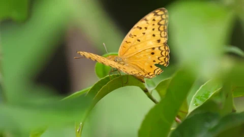 Stock Footage Yellow Butterfly On A Green Leaf Live Wallpaper Free - Free Live Wallpaper