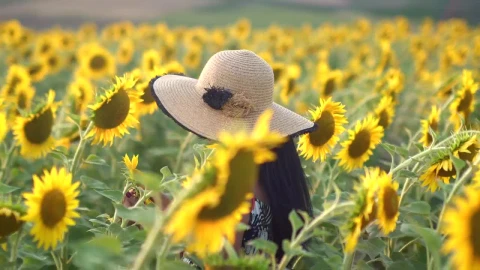 Stock Footage Woman Gently Caressing Flowers In A Sunflower Field Live Wallpaper Free - Free Live Wallpaper