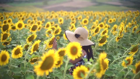 Stock Footage Woman Wearing A Hat Walk Through A Sunflower Field Live Wallpaper Free - Free Live Wallpaper