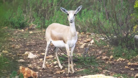 Stock Footage Young Deer In The Woods Live Wallpaper Free - Free Live Wallpaper