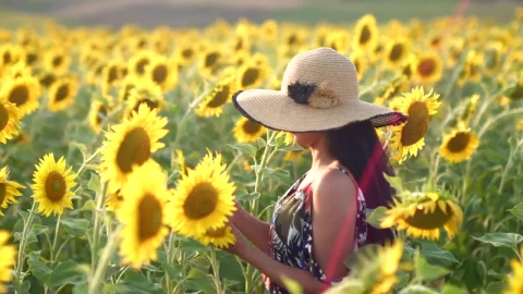 Stock Footage Woman Walking Through A Sunflower Field In The Morning Live Wallpaper Free - Free Live Wallpaper