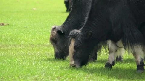 Stock Footage Yaks Grazing In The Field Live Wallpaper Free - Free Live Wallpaper