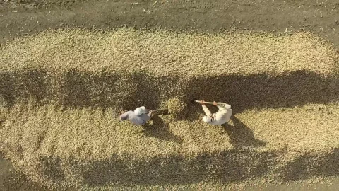 Stock Footage Workers Separating The Harvest With A Shovel Live Wallpaper Free - Free Live Wallpaper