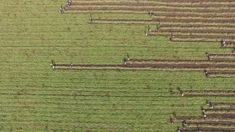Stock Footage Women Harvesting The Crop Field Live Wallpaper Free - Free Live Wallpaper