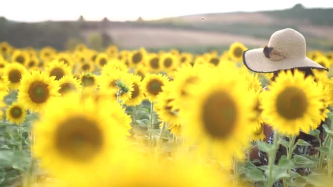 Stock Footage Woman Enjoying A Sunflower Crop Field Live Wallpaper Free - Free Live Wallpaper