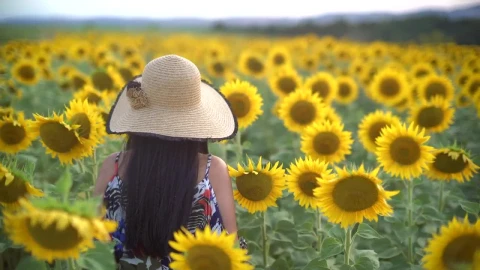 Stock Footage Woman Walking Through A Sunflower Field Live Wallpaper Free - Free Live Wallpaper