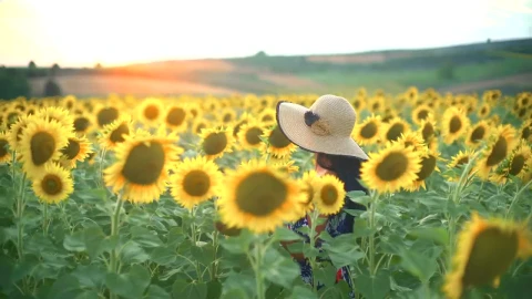 Stock Footage Woman Walking On A Fresh Sunflower Field Live Wallpaper Free - Free Live Wallpaper