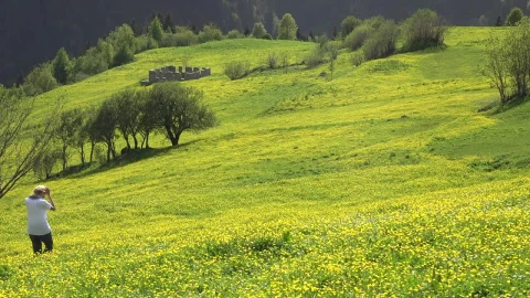 Stock Footage Woman Walk Alone In A Meadow With Yellow Flowers Live Wallpaper Free - Free Live Wallpaper