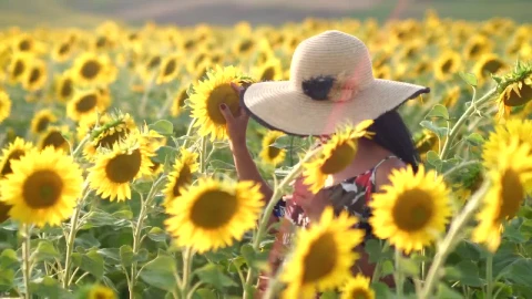 Stock Footage Woman Walking Through The Sunflower Plantation Live Wallpaper Free - Free Live Wallpaper