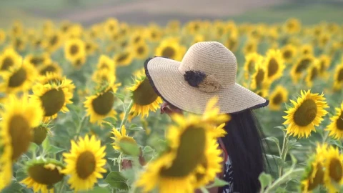 Stock Footage Woman Walking In A Sunflower Field Live Wallpaper Free - Free Live Wallpaper