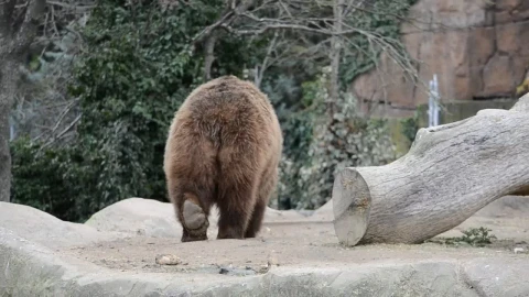 Stock Footage Zoo Bears Live Wallpaper Free - Free Live Wallpaper