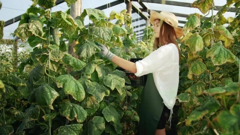 Stock Footage Woman Harvesting Vegetables In The Greenhouse Live Wallpaper Free - Free Live Wallpaper