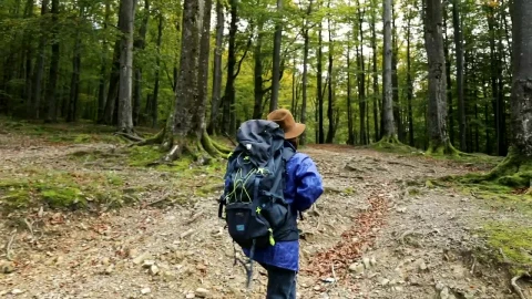 Stock Footage Woman Hiking Freely In Mossy Spring Forest Live Wallpaper Free - Free Live Wallpaper