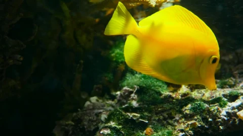 Stock Footage Yellow Fish Swimming Among Corals Live Wallpaper Free - Free Live Wallpaper