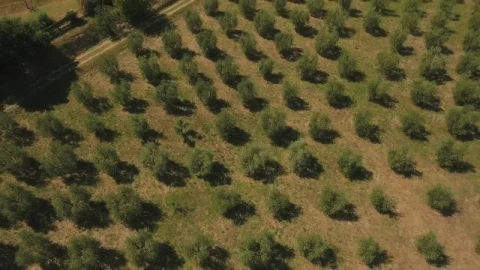 Stock Footage Zooming Out From An Olive Field Live Wallpaper Free - Free Live Wallpaper