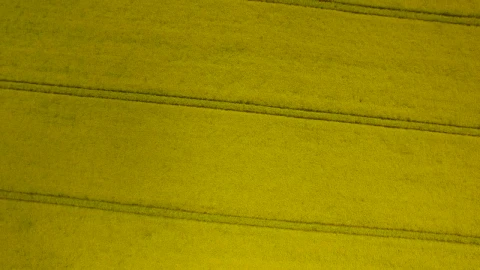Stock Footage Yellow Field Live Wallpaper Free - Free Live Wallpaper