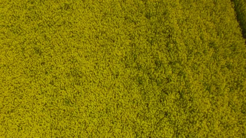 Stock Footage Yellow Crops Moving In The Wind Live Wallpaper Free - Free Live Wallpaper
