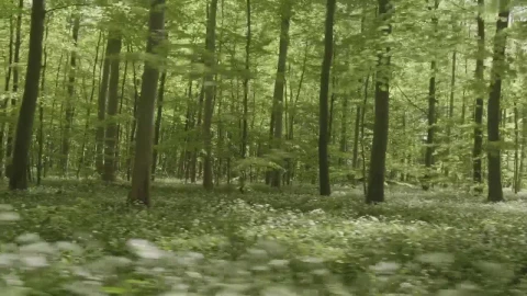Stock Footage Woman Running Quickly Through A Forest Live Wallpaper Free - Free Live Wallpaper