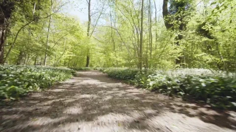 Stock Footage Woman Jogging In Woodland Live Wallpaper Free - Free Live Wallpaper
