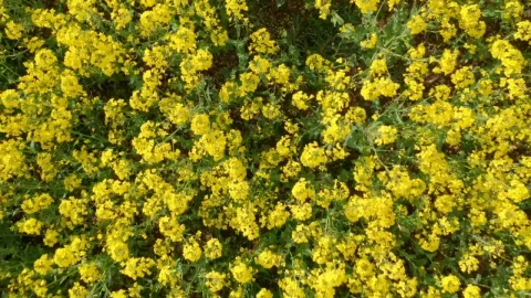 Stock Footage Zooming Out From Crops Live Wallpaper Free - Free Live Wallpaper
