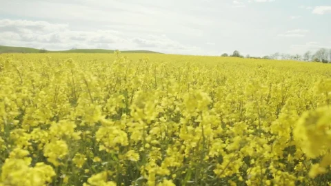 Stock Footage Yellow Flowers With Trees In The Background Live Wallpaper Free - Free Live Wallpaper