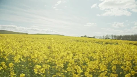 Stock Footage Yellow Crops In The Summer Live Wallpaper Free - Free Live Wallpaper