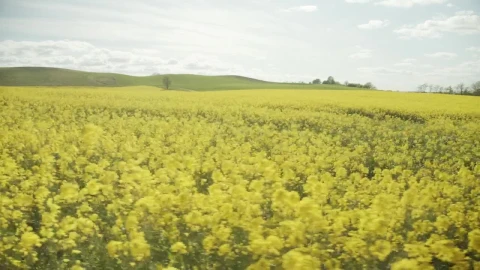 Stock Footage Yellow Flowers Moving In The Wind Live Wallpaper Free - Free Live Wallpaper