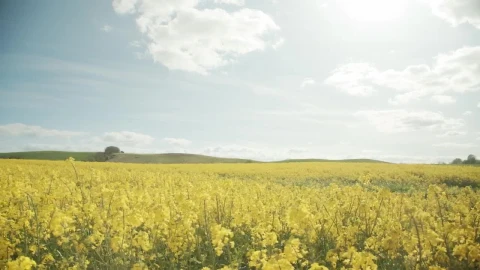 Stock Footage Yellow Flowers Under A Summer Sky Live Wallpaper Free - Free Live Wallpaper