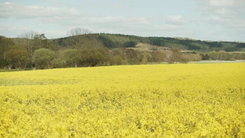 Stock Footage Yellow Flowers Under A Blue Sky Live Wallpaper Free - Free Live Wallpaper