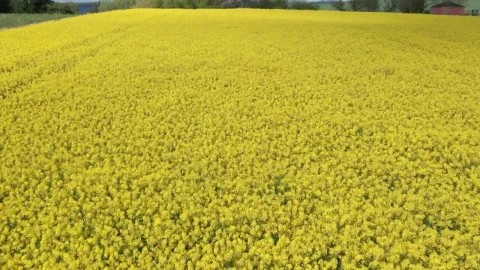 Stock Footage Yellow Crops Swaying In The Wind Live Wallpaper Free - Free Live Wallpaper