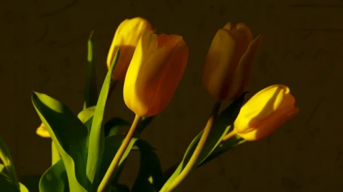 Stock Footage Yellow Tulips At Home Time Lapse Live Wallpaper Free - Free Live Wallpaper