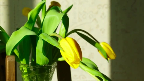 Stock Footage Yellow Tulip Flowers Raising Live Wallpaper Free - Free Live Wallpaper