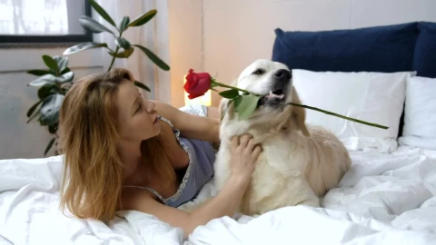 Stock Footage Woman Playing With Her Dog Live Wallpaper Free - Free Live Wallpaper