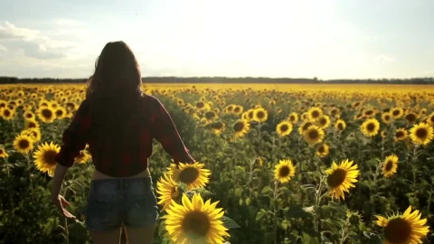 Stock Footage Woman Standing In A Field Of Sunflowers Live Wallpaper Free - Free Live Wallpaper