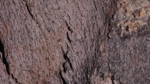 Stock Footage Wooden Bark With Cracks Close Up Live Wallpaper Free - Free Live Wallpaper